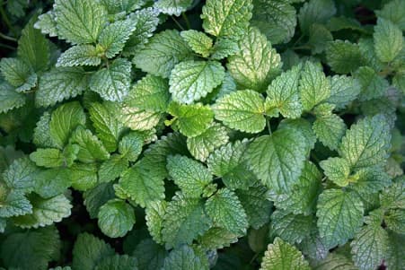 lemon balm